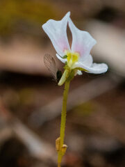 Stylidium calcaratum