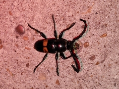 Lissonotus flavocinctus