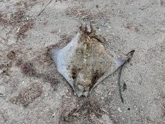 Rhinoptera