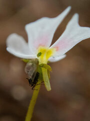 Stylidium calcaratum