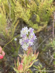 Pseudoselago serrata
