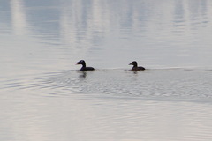Melanitta stejnegeri