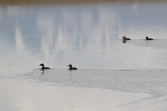 Melanitta stejnegeri