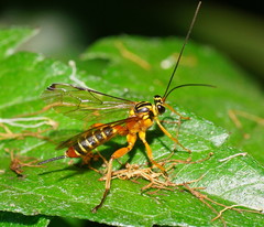 Echthromorpha agrestoria