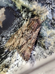 Mniotype occidentalis