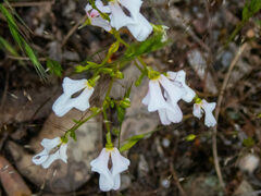 Stylidium calcaratum