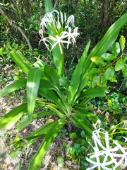 Crinum pedunculatum