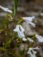 Stylidium calcaratum