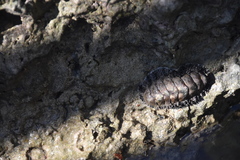 Acanthopleura granulata