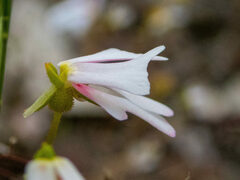 Stylidium calcaratum