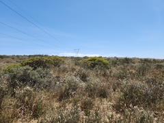 Leucadendron lanigerum lanigerum