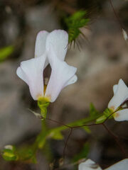 Stylidium calcaratum