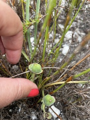 Euphorbia silenifolia