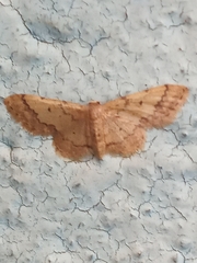 Idaea