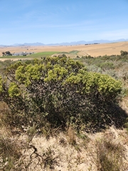 Leucadendron lanigerum lanigerum