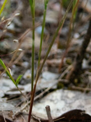 Stylidium calcaratum