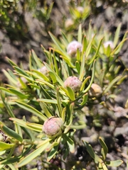 Leucadendron lanigerum lanigerum
