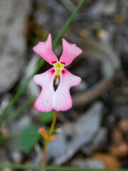 Stylidium calcaratum