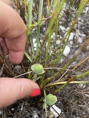 Euphorbia silenifolia
