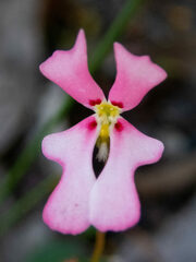 Stylidium calcaratum