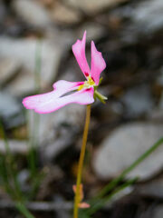 Stylidium calcaratum