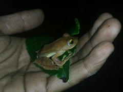 Rhacophorus margaritifer