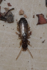 Paradromius linearis