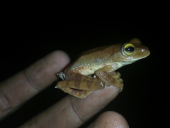 Rhacophorus margaritifer