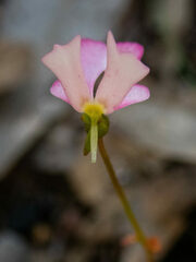 Stylidium calcaratum