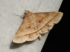 Hypospila bolinoides