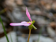 Stylidium calcaratum