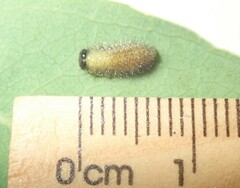 Paropsisterna sexpustulata