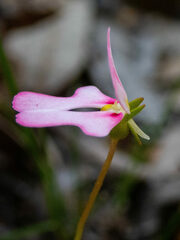 Stylidium calcaratum
