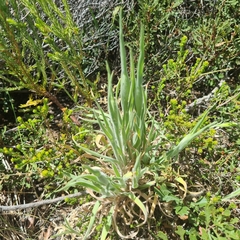 Bromus hordeaceus