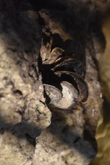 Isognomon alatus