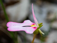 Stylidium calcaratum