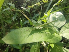 Acrida cinerea