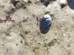 Austrocochlea porcata