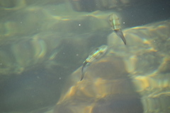 Sepioteuthis sepioidea