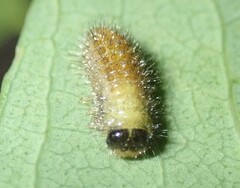 Paropsisterna sexpustulata