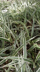 Chlorophytum comosum