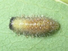 Paropsisterna sexpustulata