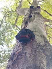 Inonotus