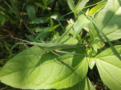 Acrida cinerea