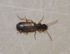 Paradromius linearis