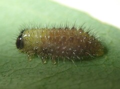 Paropsisterna sexpustulata