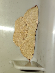 Cyclophora puppillaria
