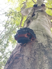 Inonotus