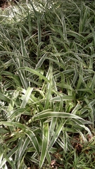 Chlorophytum comosum
