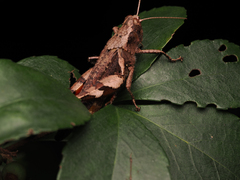 Xenocatantops brachycerus